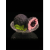 Blackberry
